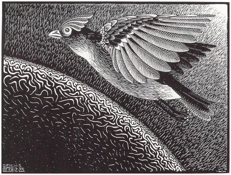Escher 25