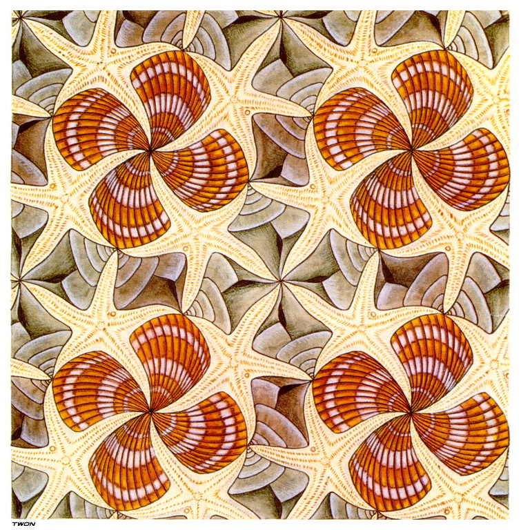 Shells and Starfish