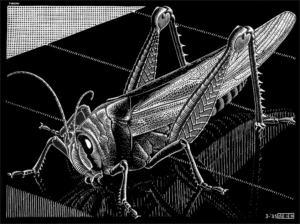 Grasshopper