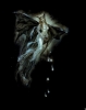Evolution2
